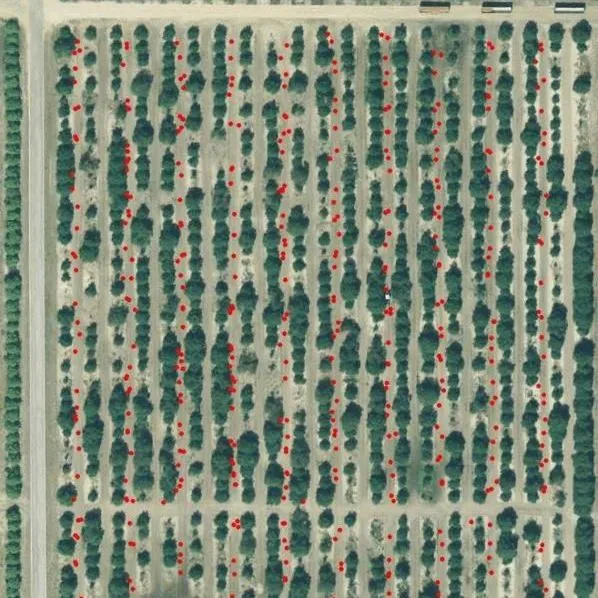 thumbnail for publication: Nutrition of Florida Citrus Trees, 3 Edition: Chapter 5. Precision Agriculture for Citrus Nutrient Management
